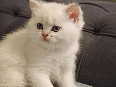 pulsuz pişik: Britan — 6