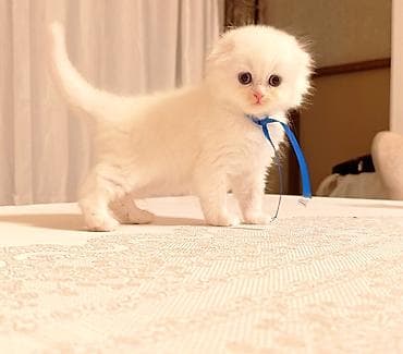 sotlant pisiyi: Şotland yastı qulaq — 2