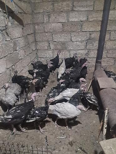 qus qefesi: Salam Tam Sağlam Amerkan bronz hinduşkalardir 2 ay yarimliq Hövsan — 4