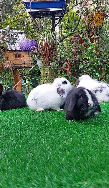 dovşan qəfəsləri: Wekilde gorduyunuz xolandski lop balalar satilir mini 4 ay — 3