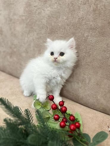 ağ pişik cinsləri: Ağ tüklü balaca pişik balaları - Rəng: tam ağ və açıq gümüşü-ağ — 9