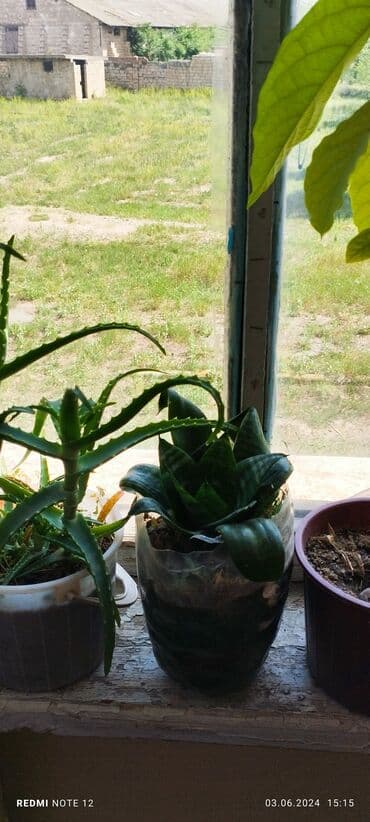 Müxtəlif ölçüdə,müxtəlif növ otaq bitkiləri var. iş ev, məktəb üçün