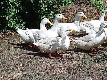 it yemi satilir: Ağ Pekin ördəkləri – yumurta və ətlik istiqamət - Cins: Ağ Pekin - — 5