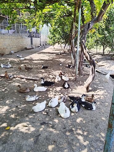 heyvan kokeltme dermanlari: Pekin ve yılbaş ordey balası 2 ay 10 gunuy — 5