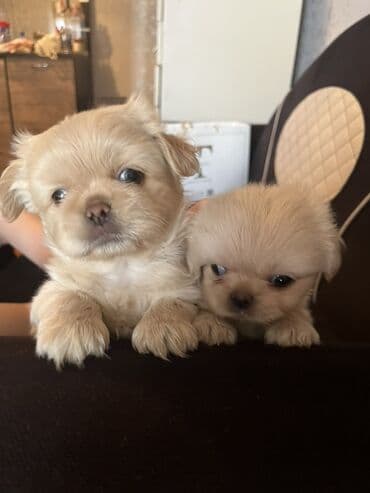 gencede itler: Pekines, 2 ay, Erkek, Peyvəndli — 3