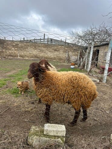 Pişiklər: Qoyunlar, qoçlar — 3