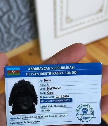 setter it cinsi: Pudel, Dişi — 4