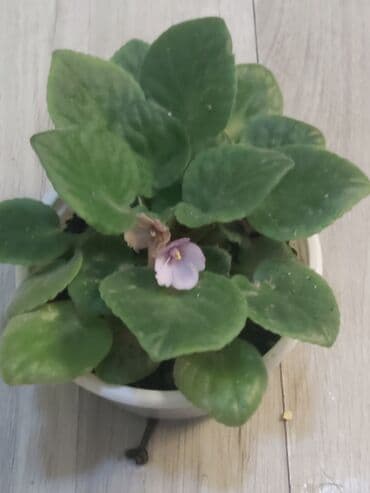 orkide gulu qiymeti: 40 ədəd bənövşə şəkildə olduğu kimi satılır — 2