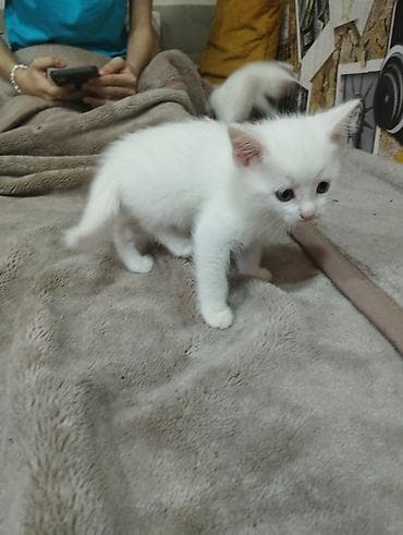 pişik satisi 2019: Van, Yaxşı əllərə, Ünvandan götürmə — 3