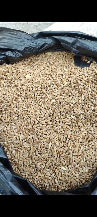 Keçilər, çəpişlər: Məhsul: (buğda və arpa)

Təsvir:
- Təmiz arpa və buğda məhsulları var — 3