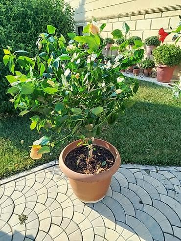 kusəyən gul: Saxsıda hibiskus (Çin gülü) dekorativ bitkisi. Bitki iri ölçülüdür və — 3