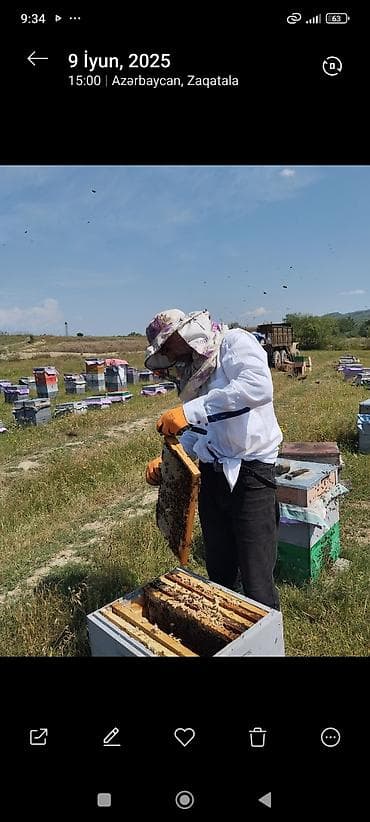 qedimi balta: Bal — 3