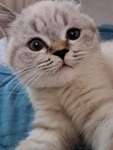 dovşan yuvaları: Şinşilla, Yaxşı əllərə — 2