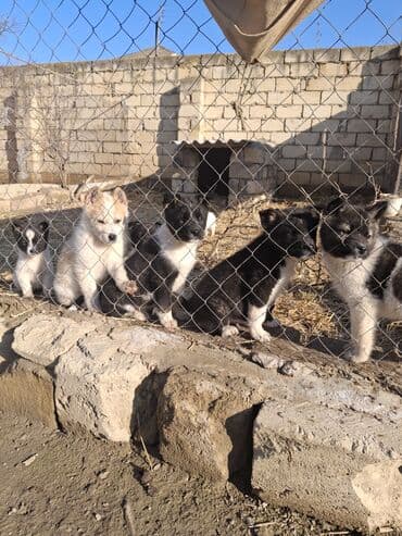 Gəmiricilər: Akita-inu, 2 ay, Peyvəndli, Ödənişli çatdırılma — 6