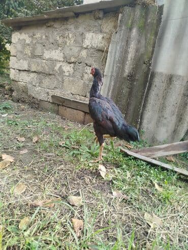 amerikan bronz hinduşka: Xoruz, il: <1 — 3