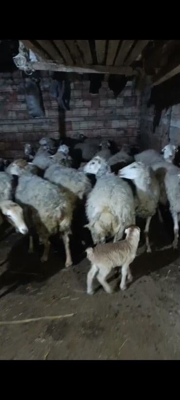 Akvariumlar: Qoyun sürüsü satılır – ana qoyunlar və balalar Salam Aleykum orta yaş — 1
