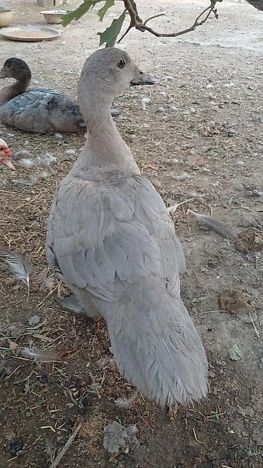 papuqay type 1: Cins lal ordekler macar qara zumrud qirmizi okuz lavanda findig reng — 5