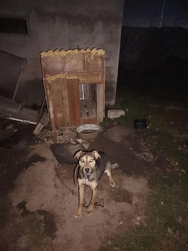 heyvan sahiblənmək: Avcarka ile qarosiqdi yalniz Peyvendin Pulunu isteyirem Qiymet sondur — 3