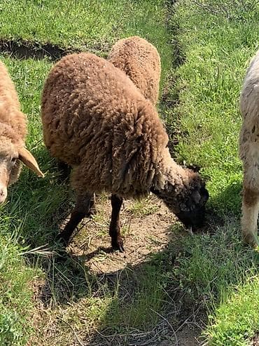 Бараны, овцы: Qoyun – yerli cins, tünd-qəhvəyi yunlu - Məhsul: qoyun - Rəng — 2
