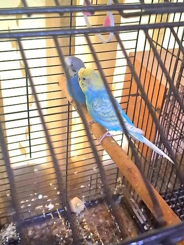 papuqay satisi: Papuqay cutu satilir. Tam saglam quslardi. Erkek rainbovdu, bahali — 2