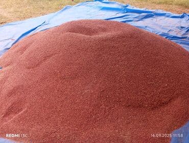 Yemlər: Supurge toxumu istiyen olsa desin vaccap 055 774 38 30 — 3