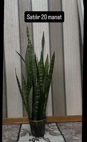 Деревья: Bitki: Sansevieriya (ilan dili) – müxtəlif sortlar - Orta ölçülü — 1