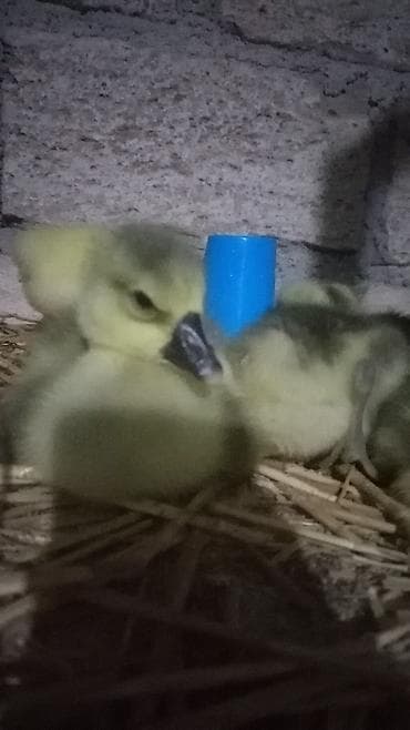 Птицы: Təmiz kuban qazin balalari — 3