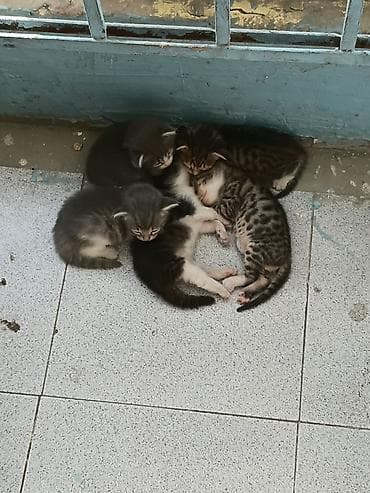 Кошки: 5dene pişiydi 3 hefdeliy, 3qız 2 oglan, pulsuz etibarlı əllərе — 2
