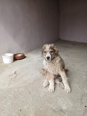 2 ay, Erkek, Ünvandan götürmə