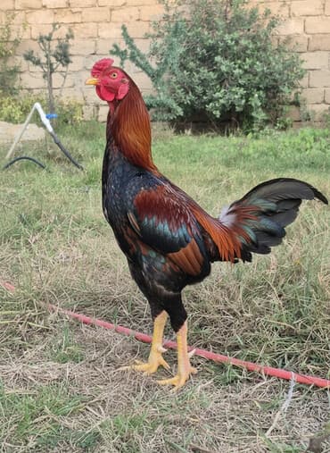 Heyratı xoruz 1.5yaş dalaşan xoruzdur həyətyanı təsərrüfat üçün