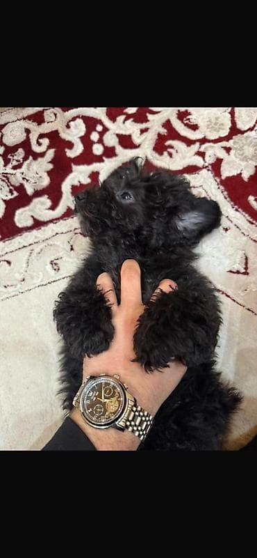 Pudel, 3 ay, Dişi, Peyvəndli, Ünvandan götürmə — 2