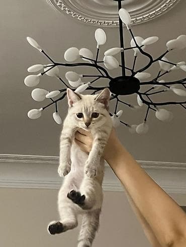 siam: Siam, Dişi, Yaxşı əllərə, Ünvandan götürmə — 3