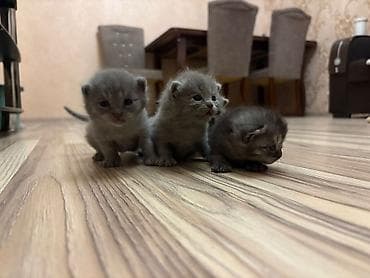 pişik evleri: Amerikan Shorthair, Erkək, Dişi, Yaxşı əllərə, Ünvandan götürmə — 3