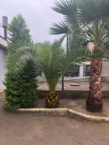 1 ton suyun qiymeti: Dekorativ xurma/finik palmanın satışa təklifi - Növ: Phoenix — 3