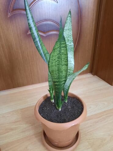 toxuma guller: Sansevieria gülü — 3