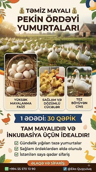 Pekin ördəyi yumurtaları – tam mayalı, inkubasiya üçün ideal