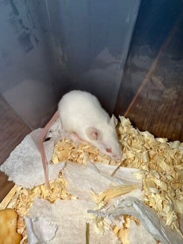 İtlər: Baxın bu kiçik, zərif cütlüyə! Onlar hələ ki, baladırlar, amma — 1