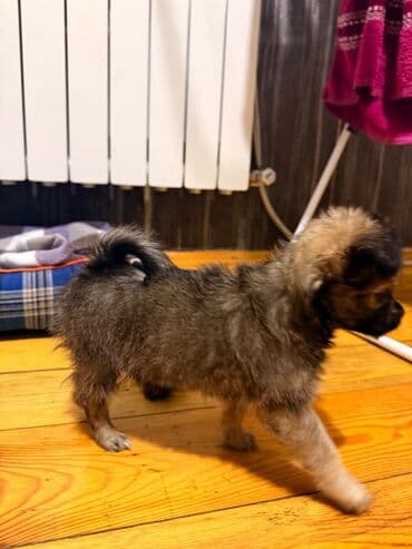 Птицы: Чихуахуа, Самец, Самовывоз, Платная доставка, Доставка в районы — 1