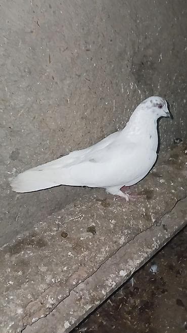 Balıqlar: Erkək quşdur 5 manata satılır. Tərgitmədir. Ünvan Cəlilabad. bəzi — 1