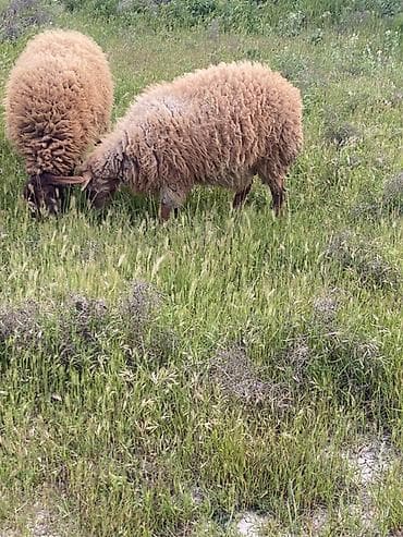 Qoyun sürüsü – ət və yun istiqamətli - Cins: yerli tip, uzun və sıx