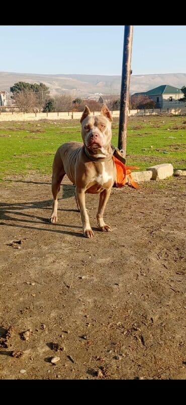 van pişiyi qiyməti: Pitbul, 1 il, Dişi, Peyvəndli, Ödənişli çatdırılma — 3