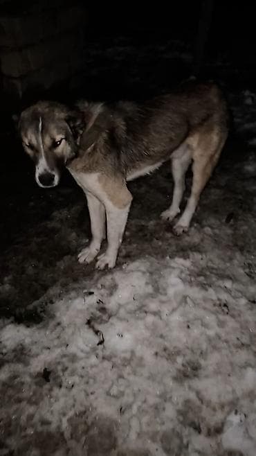 xaski balalari satilir: 1yaş 2 aylıqdı — 3