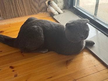 pisik latoku: Britan, Erkək — 5