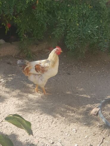 xoruzun nece rengi var: Xoruz, il: 1, Ünvandan götürmə — 1