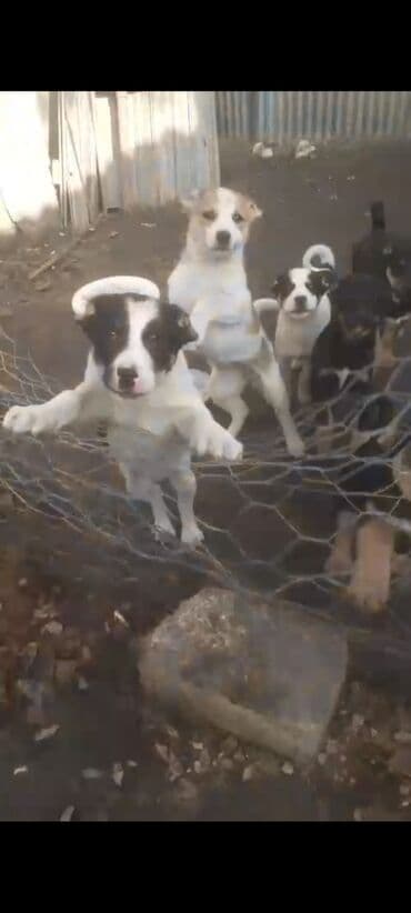 Quşlar: Qurdbasar, 2 ay, Erkek, Peyvəndli, Ünvandan götürmə, Pulsuz çatdırılma, Ödənişli çatdırılma — 3