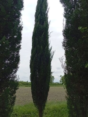 пластмассовый бак для воды купить: Her növ ağaclar ve dekarativ ağaclar çox ucuz ve qarantili gubresiz — 25