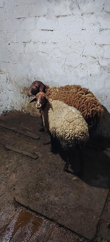 xaski haqqinda melumat: Bu heyvanlar satlır isteyen olsa yazsin 1 erkey togulu 1 ci qarina — 3