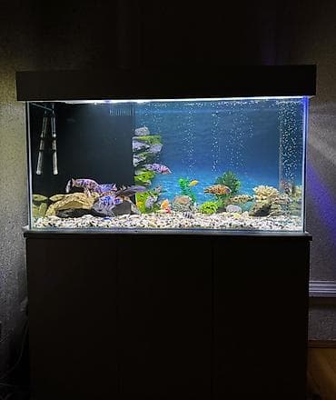 baliq tutanar: . Salam.Akvarium altligilə birlikdə satilir Uzunlugu 1.20 Eni 50 — 5