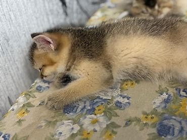 Pişiklər: Qızıl şinşilla, Erkək, Ünvandan götürmə — 5