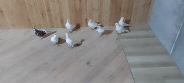 geref quşu: Güvercin dəsti - Say: Şəkillərdə 8 ədəd - Rənglər: əsasən ağ — 1